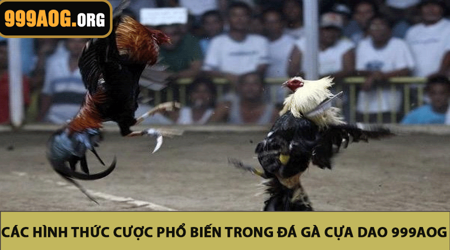 Các Hình Thức Cược Phổ Biến Trong Đá Gà Cựa Dao 999AOG