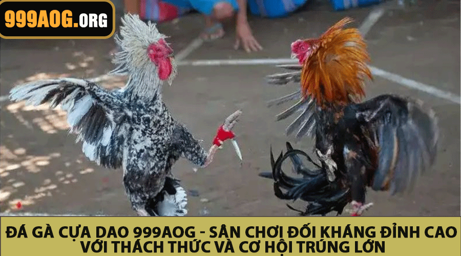 Đá Gà Cựa Dao 999AOG - Sân Chơi Đối Kháng Đỉnh Cao Với Thách Thức Và Cơ Hội Trúng Lớn