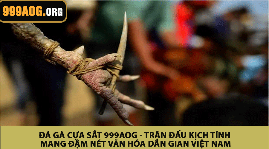 Đá gà cựa sắt 999AOG - Trận đấu kịch tính mang đậm nét văn hóa dân gian Việt Nam