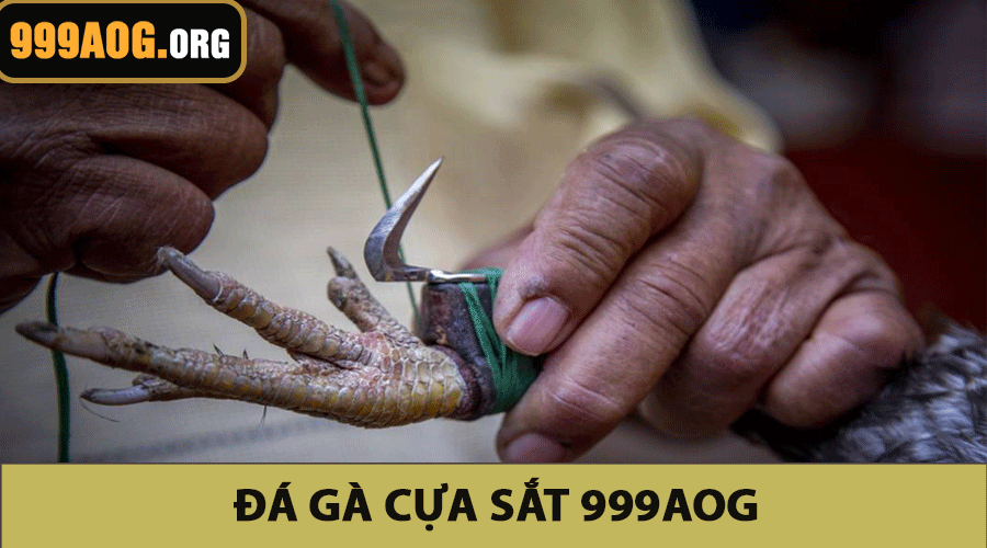 Đá gà cựa sắt 999AOG