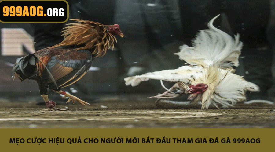 Mẹo Cược Hiệu Quả Cho Người Mới Bắt Đầu Tham Gia Đá Gà 999AOG